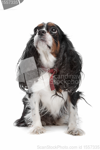 Image of Cavalier King Charles Spaniel