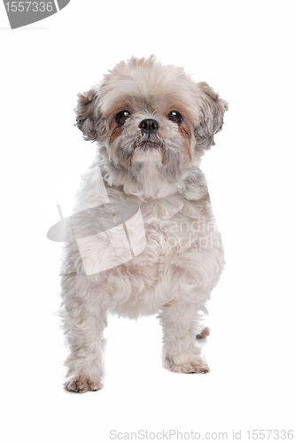 Image of Shih Tzu