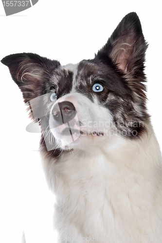 Image of Border Collie sheepdog