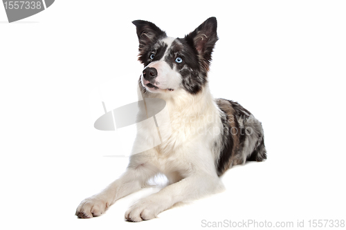 Image of Border Collie sheepdog