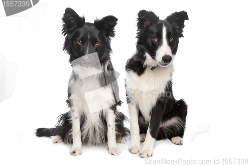 Image of Border Collie