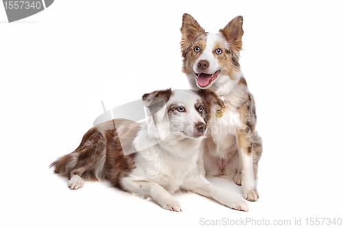 Image of two border collie dogs