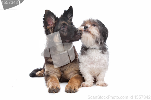 Image of German Shepherd puppy and a boomer mixed breed dog