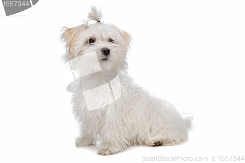 Image of white maltese dog