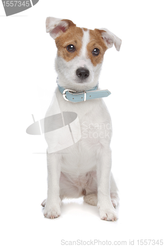 Image of Jack Russel Terrier dog