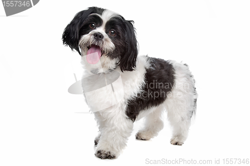 Image of boomer, mixed breed dog