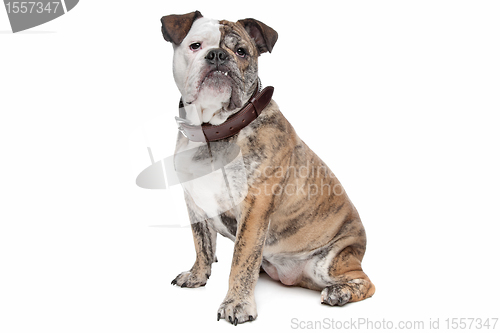 Image of English bulldog