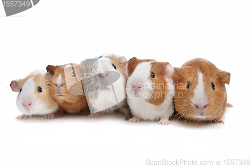 Image of five guinea pigs