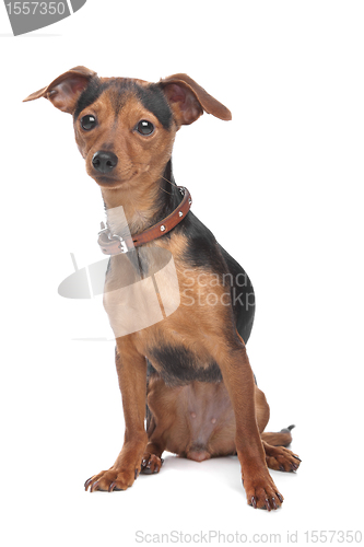 Image of Miniature Pinscher