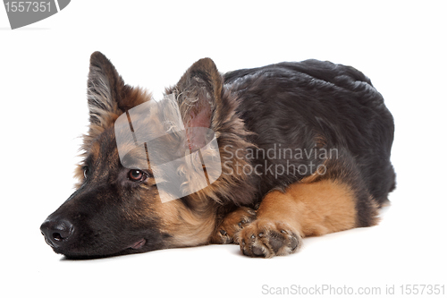 Image of German Shepherd puppy