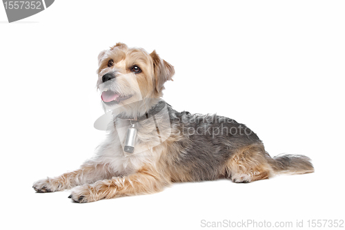 Image of mixed breed dog