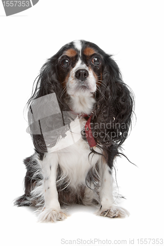 Image of Cavalier King Charles Spaniel