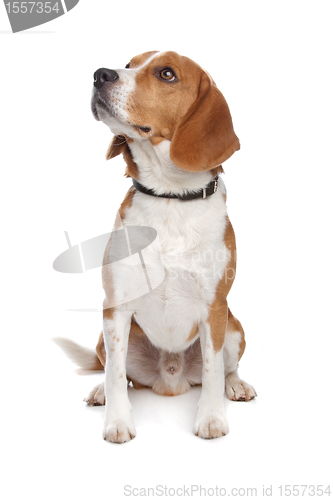 Image of Beagle