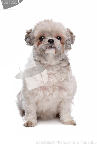 Image of Shih Tzu