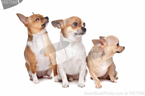 Image of three chihuahua dogs