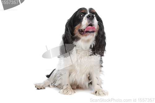 Image of Cavalier King Charles Spaniel