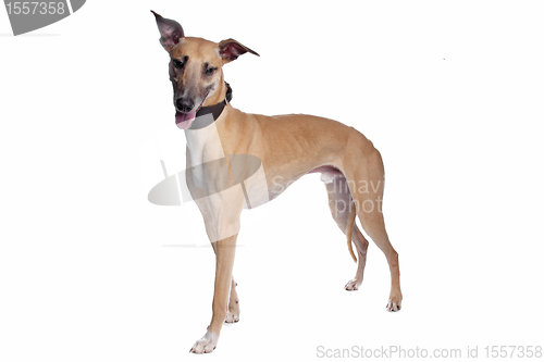 Image of Greyhound, Whippet, Galgo dog