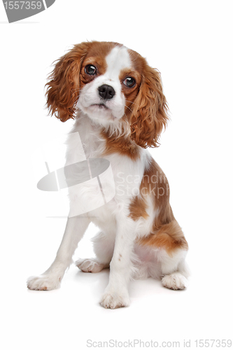 Image of Cavalier King Charles Spaniel