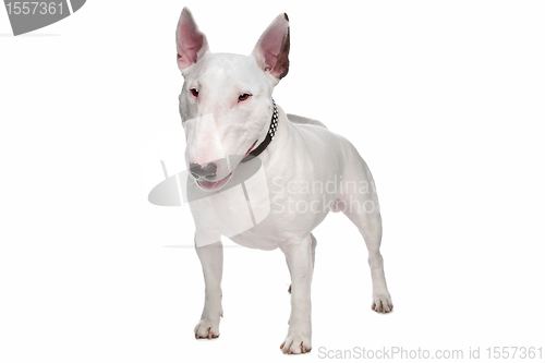 Image of bull terrier