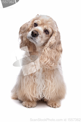 Image of American Cocker Spaniel