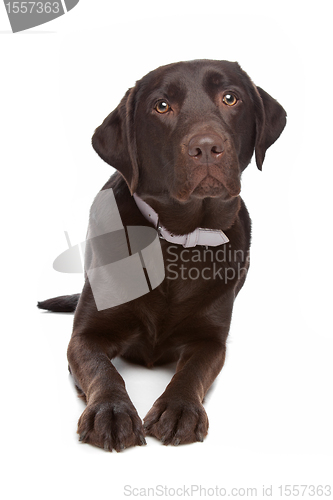 Image of Labrador retriever