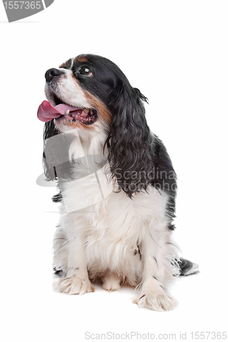 Image of Cavalier King Charles Spaniel