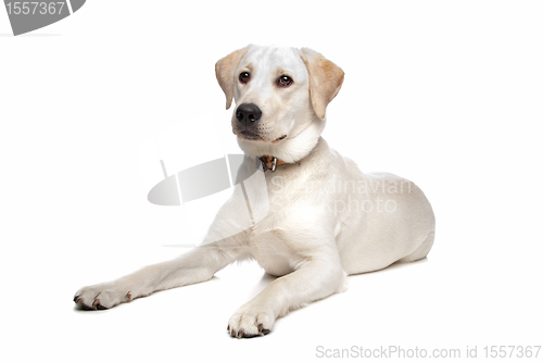 Image of Labrador retriever