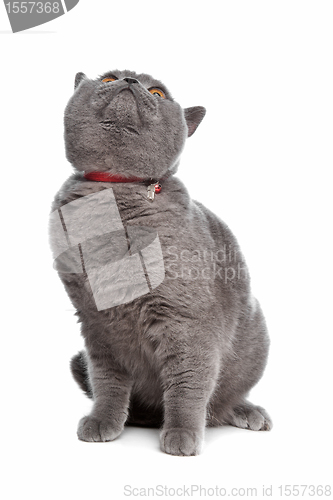 Image of blue British Shorthair cat