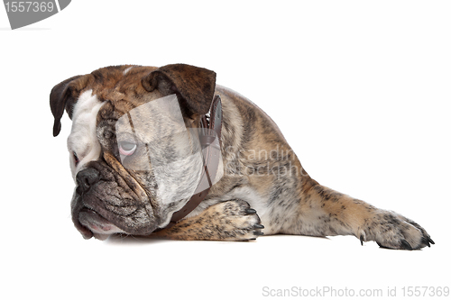 Image of English bulldog