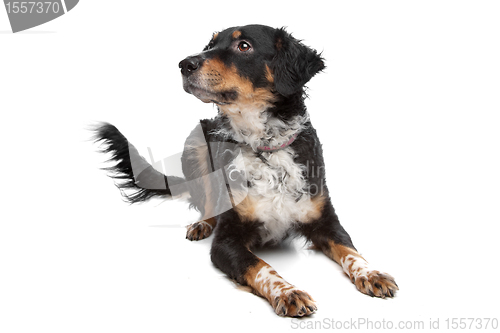 Image of mixed breed dog, kooiker, Frisian Pointer