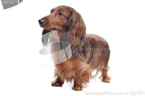 Image of standard long haired Dachshund