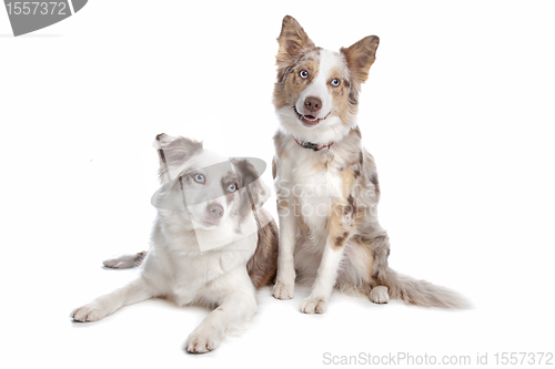 Image of two border collie dogs
