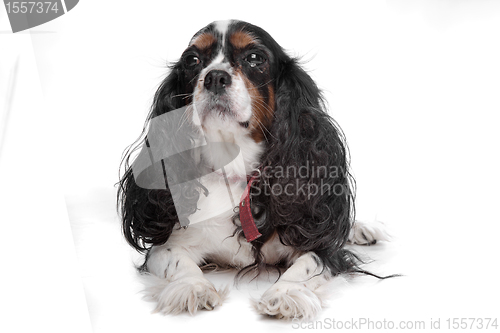 Image of Cavalier King Charles Spaniel