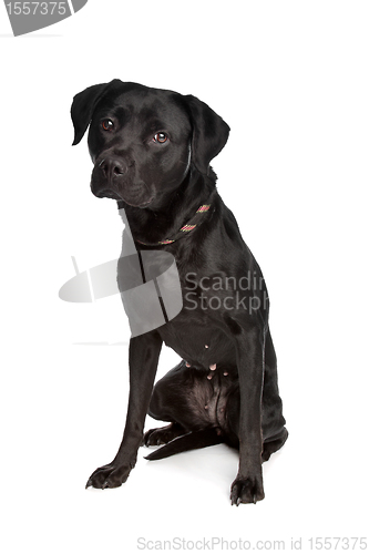 Image of mixed breed black dog