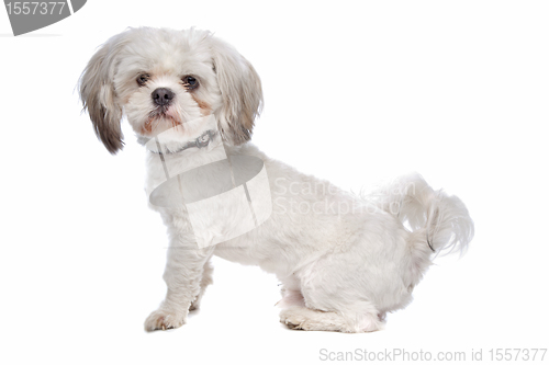 Image of Shih Tzu