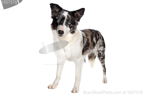 Image of Border Collie sheepdog