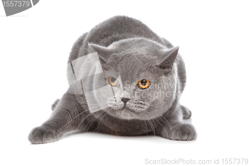 Image of blue British Shorthair cat
