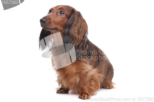 Image of standard long haired Dachshund