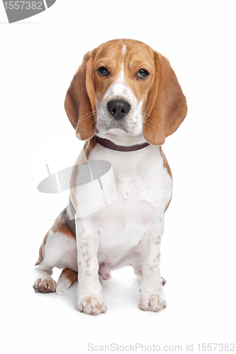 Image of Beagle