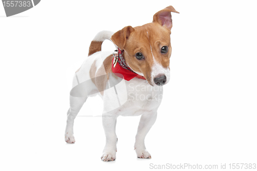 Image of Jack Russel Terrier dog