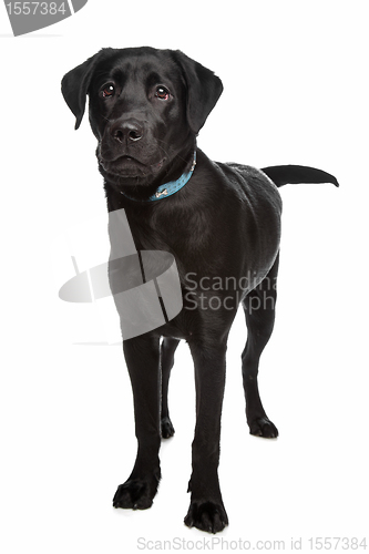 Image of Labrador retriever