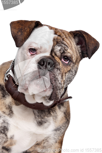 Image of English bulldog