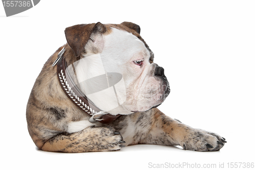 Image of English bulldog