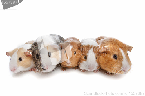 Image of five guinea pigs