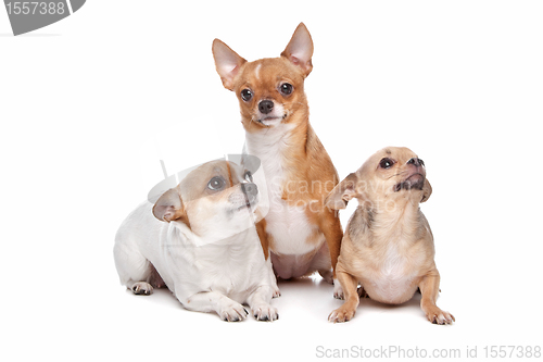 Image of three chihuahua dogs