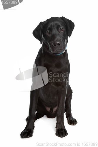 Image of Labrador retriever