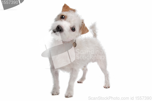 Image of Jack Russel Terrier dog