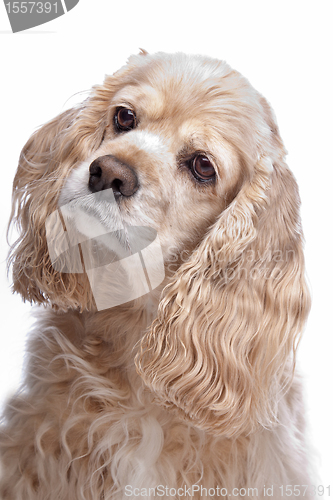 Image of American Cocker Spaniel