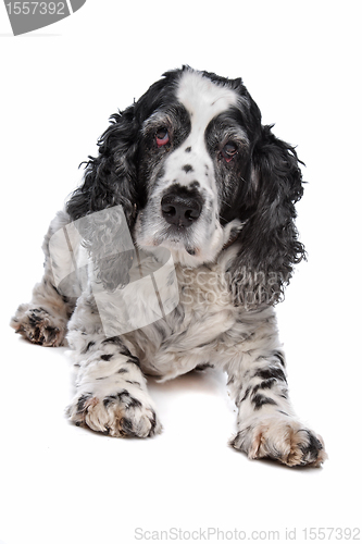 Image of English Cocker Spaniel