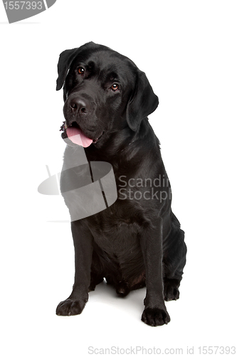 Image of Labrador retriever